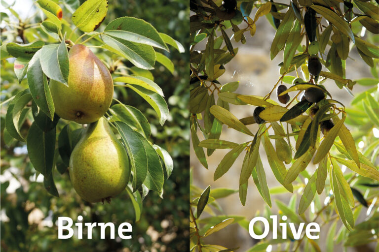 Culumnatura Birne Olive